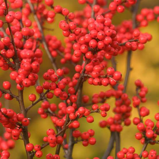 Close up of bright orange red berries on Berry Heavy winterberry holly branch